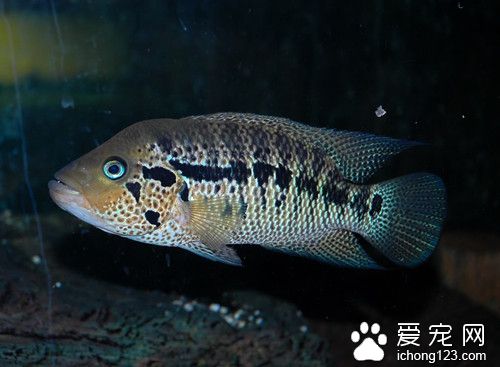 魚病的防治 魚需要體表觀察診斷注意事項