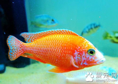 魚病防治 魚病防治需結合養殖技術預防