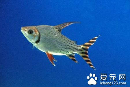 粘孢子蟲病 粘孢子蟲病的病症及防治的方法