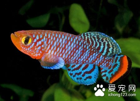 水霉病如何治療 魚類水霉病的症狀及防治方法