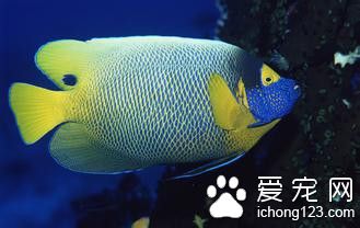 金魚打印病 金魚打印病的病症及防治方法