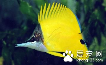 白頭白嘴病 魚患有白頭白嘴病防治的方法
