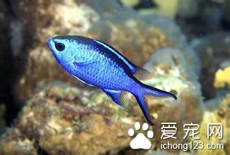 豎鱗病怎麼治 豎鱗病的危害及需要防治方法