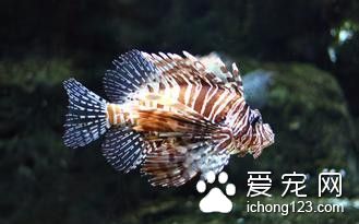 斑點叉尾鲴病毒病 斑點叉尾鲴病毒病防治方法