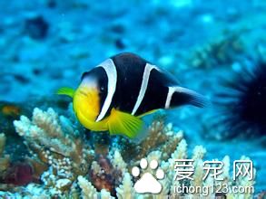 棘頭蟲病 魚患有棘頭蟲病的病因及防治方法