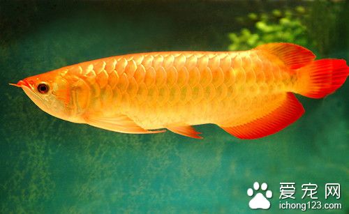 中華鳋病 魚患有中華鳋病的症狀及防治方法