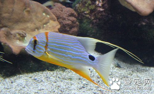 魚錨頭鳋病 魚錨頭鳋病的病症及防治方法