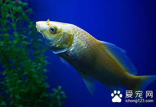 魚虱病 魚虱病的病因及需要防治的方法