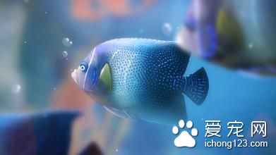 魚感冒了怎麼辦 魚感冒的症狀及需要防治方法