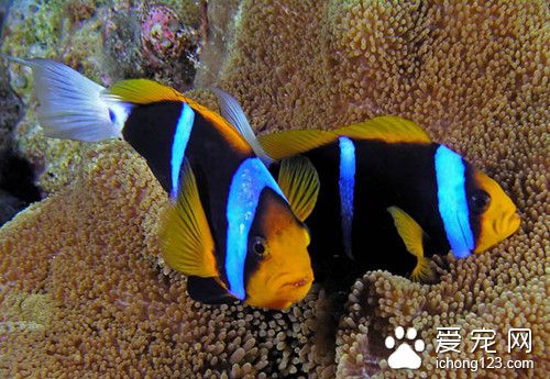 觀賞魚飼料配方 魚投喂飼料需要注意的方法