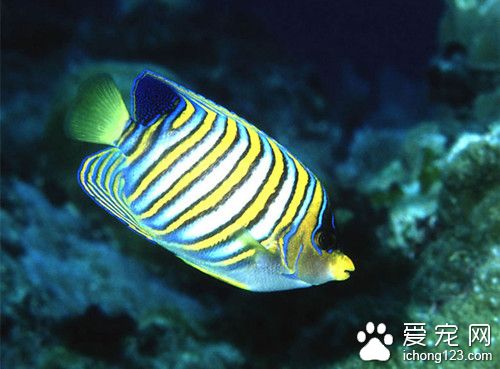 魚脂肪部位 魚類對脂肪的需求需要注意事項