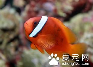 魚飼料配方 魚類對碳水化合物的主要需求