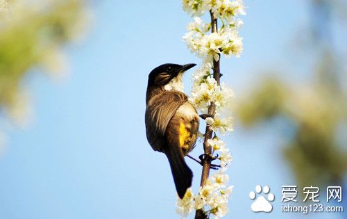 鳥怎麼飛 鳥兒飛行有哪些方式需要注意事項