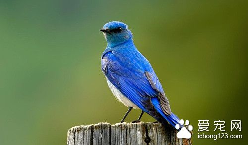 家庭籠養鳥 雜蟲的飼養方法需要注意事項