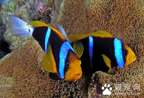 孔雀魚壽命 孔雀魚變死魚需要注意的事項
