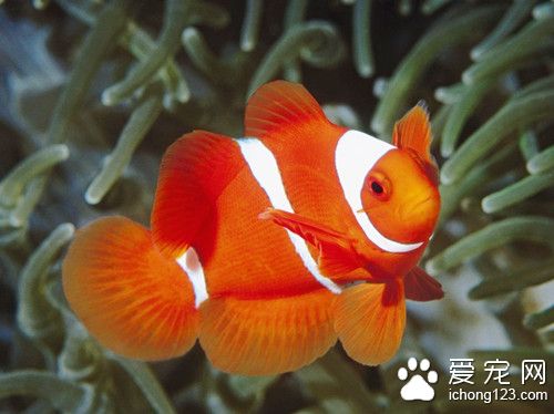 珊瑚礁魚類 珊瑚礁魚養好需要注意的主要事項