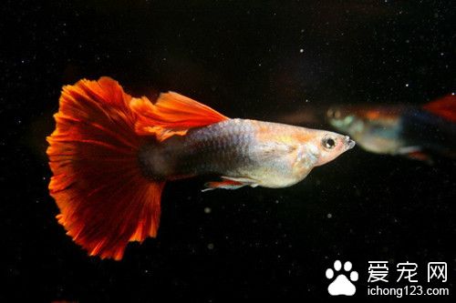 淡水魚苗養殖 養好一缸中型淡水魚注意的事項