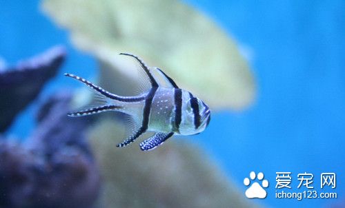 魚受驚嚇 魚容易受驚需要注意的主要事項
