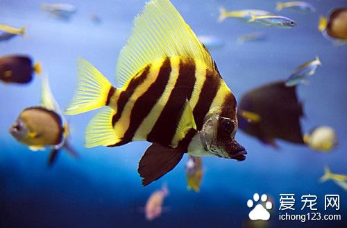 熱帶魚怎麼喂食 熱帶魚怎麼在旅行中攜帶