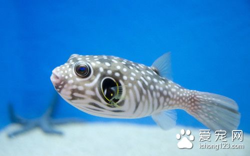 打撈網 怎麼給魚撈網需要注意的主要事項