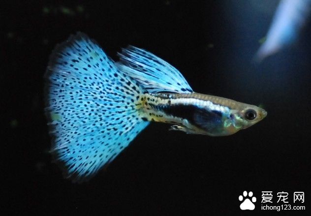 虎皮魚混養  避免魚類混養需要注意的事項