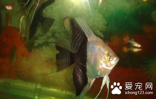 魚死亡的原因 怎麼防止魚移入老水缸死亡