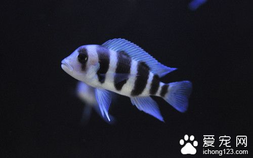孔雀魚長大 魚長大擁擠需要解決的方法