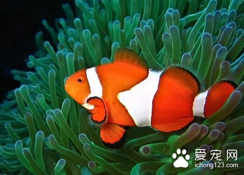 熱帶魚怎麼養 怎麼移撈和投放熱帶魚