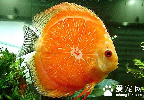 海水魚怎麼養 怎麼辨別海水魚的雌魚和雄魚