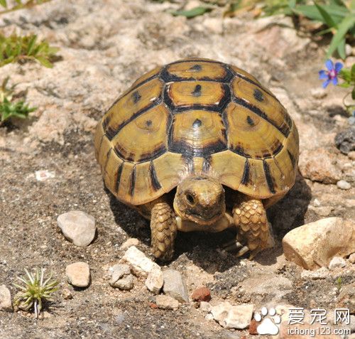 烏龜腐皮怎麼治 烏龜腐皮病病症及防治方法