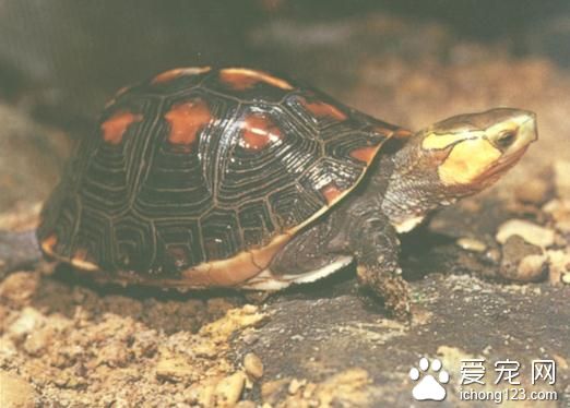 陸龜養殖場 陸龜飼養管理需要注意的事項