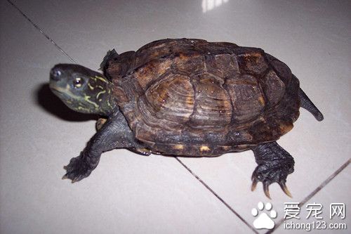 烏龜爛爪 烏龜爛爪症的原因及預防的方法