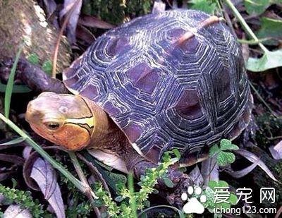觀賞龜的飼養 陸棲龜家庭飼養的設施要求