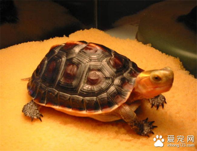 黃緣盒龜怎麼飼養 黃緣盒龜庭院飼養注意事項