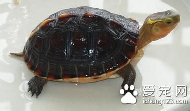 黃緣盒龜養殖 黃緣盒龜的室內飼養注意事項