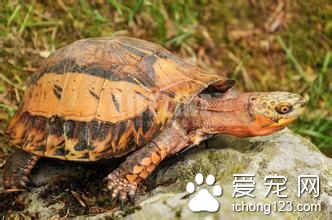 黃額盒龜如何飼養 黃額盒龜室內飼養注意事項