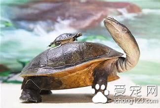 西氏長頸龜飼養 西氏長頸龜的室內飼養注意事項