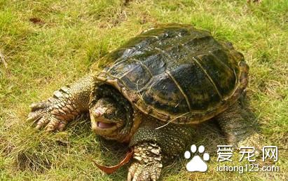 蛇鳄龜怎麼飼養 蛇鳄龜庭院飼養需要注意事項