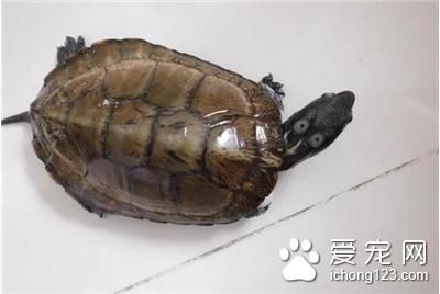 四眼斑龜養殖 四眼斑龜的室內飼養注意事項