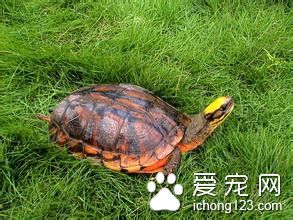 金錢龜的養殖技術 金錢龜的室內飼養注意事項
