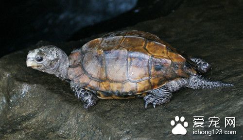 野生平胸龜 平胸龜的室內飼養需要注意事項