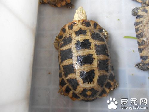 觀賞龜的飼養與鑒賞 觀賞魚庭院飼養注意事項