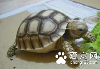 觀賞龜的種類 觀賞龜飼養需要的主要設施