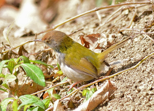 百靈鳥起尖 百靈鳥起尖需要防治的方法