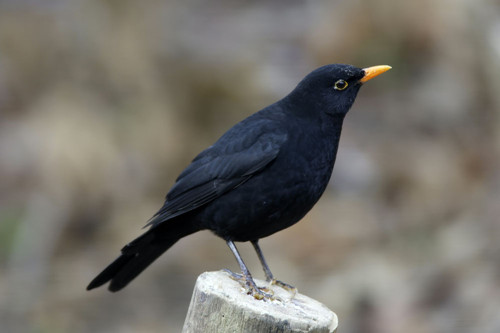 鳥的消化系統 怎樣治療籠鳥消化系統疾病