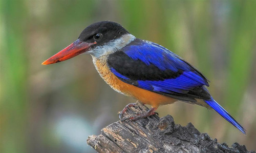 芙蓉鳥疾病 怎樣治療籠鳥呼吸系統疾病
