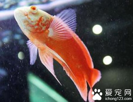 地圖魚水溫 26-28攝氏度的水溫最合適