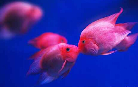 接吻魚怎麼養 接吻魚水溫必須要嚴格的控制