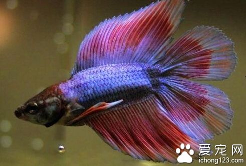 泰國斗魚怎麼養 水溫多少才最適合飼養