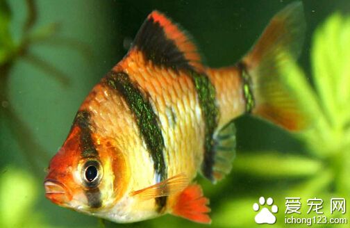 虎皮魚吃什麼 屬於雜食性動物